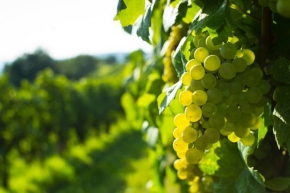 Mohou čeští vinaři konkurovat velkým vinařským zemím?