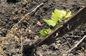 Teplo a sucho ohrožují vinice