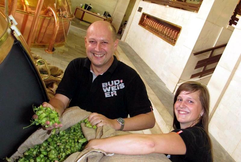 Budvar opět uvařil pivo z čerstvého chmele