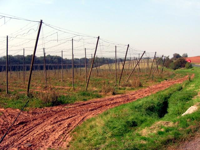 V roce 2016 došlo k navýšení produkce chmele