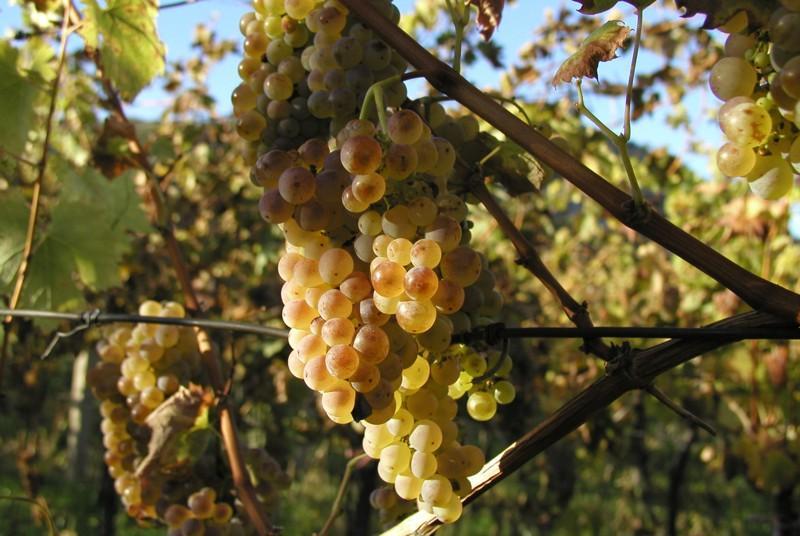 Mrazy ohrožují letošní úrodu vína