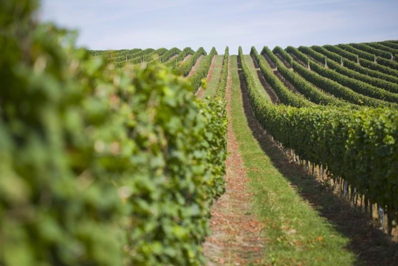 Vinifera získala dalších 43 hektarů vinohradů na Slovácku