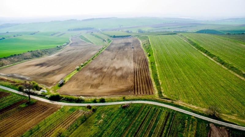 Sklizeň hroznů je na Moravě, i přes nepřízeň počasí, v plném proudu