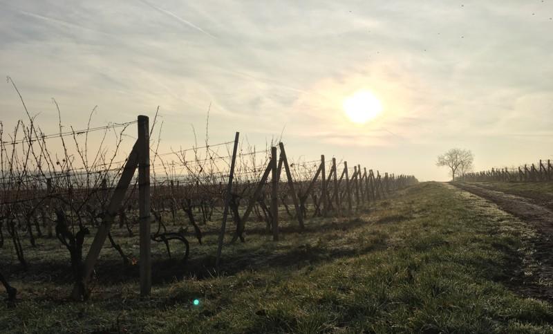 Vinice po mírné zimě v dobré kondici, rozhodne počasí začátku dubna