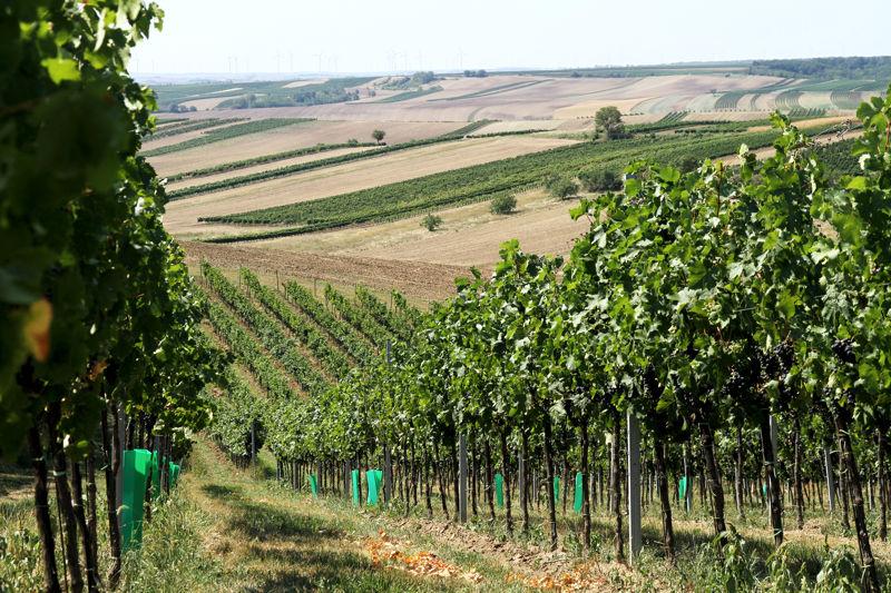 Ochutnejte Svatomartinská vína z vinařství Chateau Valtice a Kovacs Novosedly