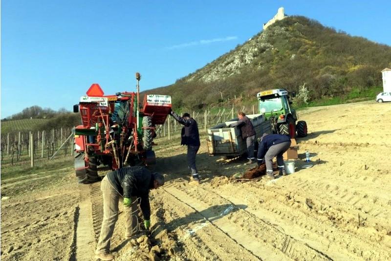 Bohemia Sekt vysadí dalších 13 hektarů vinic