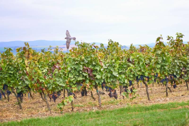 Sokoly proti špačkům na vinicích Chateau Bzenec