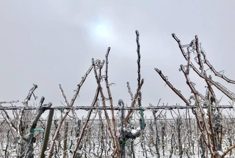 Silný mráz ohrožuje letošní sklizeň vinné révy